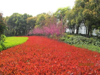 上海の延安西路・凱橋緑地・１３年春