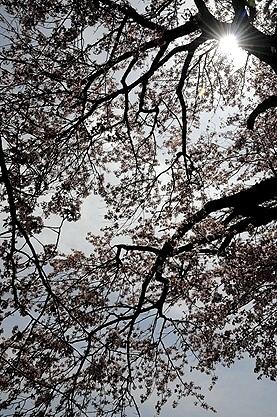 ★２０１２年　亀ヶ森牧場の一本桜とその周辺