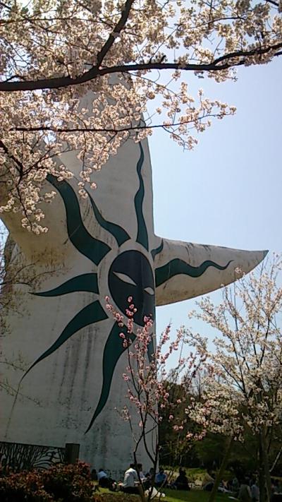 桜満開の万博公園と国立民族学博物館