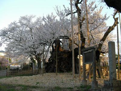 山高神代桜は素晴らしい。