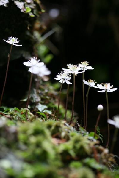 車で滋賀 ★甲賀の里山に咲く春の花 バイカオウレン・ユキワリイチゲ #500