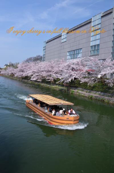 春の京都で満開の桜三昧