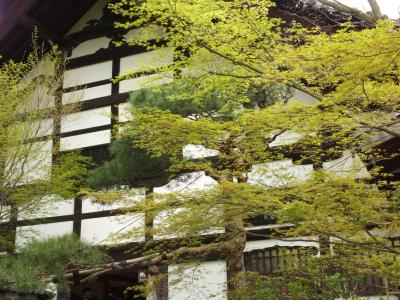 嵐の来る前に桜の花の舞う龍安寺