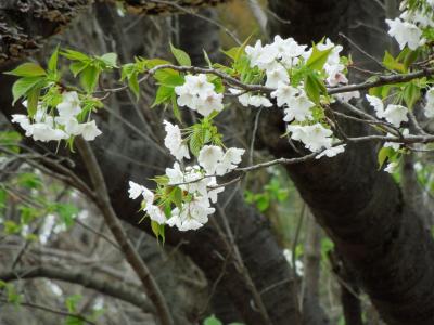 お散歩：町田　野津田の春