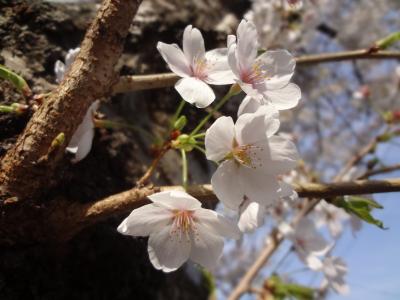 サクラサクヒラヤマ☆遠くの桜より近くの桜　2013年春