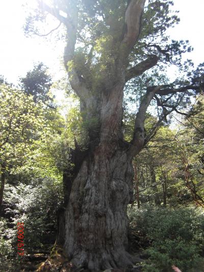 屋久島の自然を満喫　“ 縄文杉”とご対面