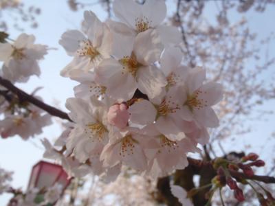 金沢・能登・桜の名所を巡り