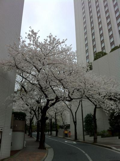 ANAインターコンチネンタルホテルと桜坂(2013年3月)