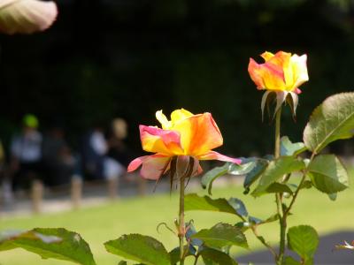 薔薇薔薇＠旧古河庭園