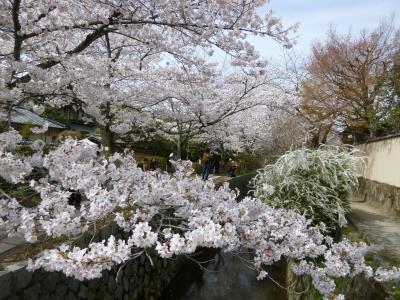 桜満開の哲学の道