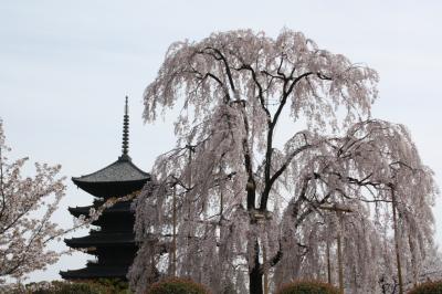 京都の桜見頃です４　東寺、六孫王神社