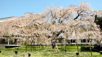 京都桜めぐり ： 1日目