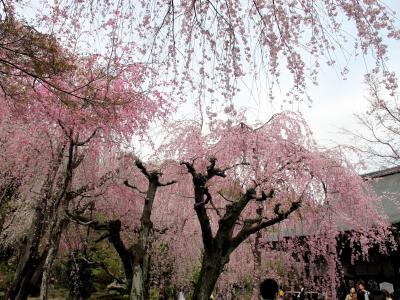 京都桜めぐり ： 2日目