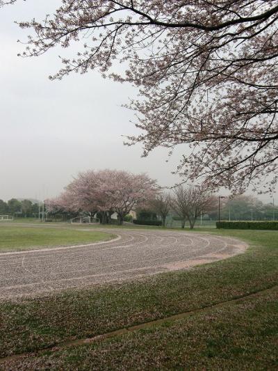 早朝ウォーキングでお花見・・・⑥久喜簡易裁判所の桜の古木や宮代町の運動公園のさくら