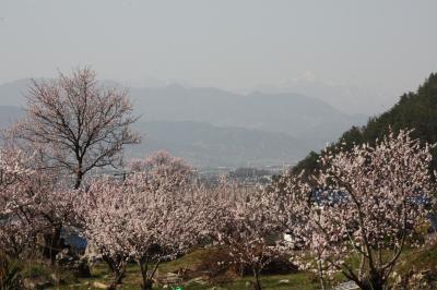 待ちに舞った信州の春”森の杏”