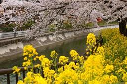 京都お花見2013①