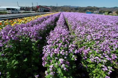 カメラと散歩　花大根とポピーの花畑