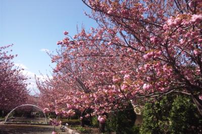 ご近所桜さんぽ　第3弾：大和・嵐の後でも桜は元気！