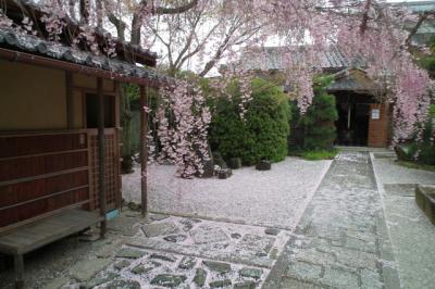 雨も寒さも踏み越えて　今日も京都の桜三昧！2013年