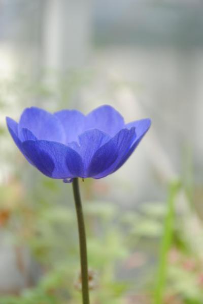 Japan 小平グリーンロード　都立薬用植物園の春　2013　～ミツバチばあやの冒険～