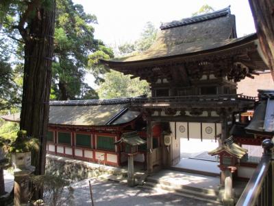 鶏たちが大騒ぎ！？石上神宮と散りゆく桜