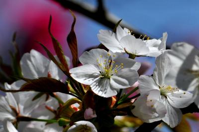 花フェスタ記念公園の桜を探して