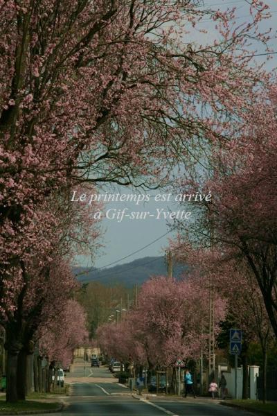 イル・ド・フランス地方に春の気配！チェリープラムの並木道 @ Gif-sur-Yvette