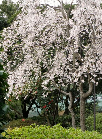 兵庫桜紀行　その２　須磨離宮公園