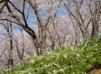 兵庫桜紀行　その３　播磨中央公園