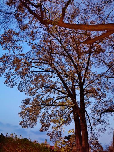 六義園a  大名庭園の面影を残す築山泉水　☆夕日のころ入園し