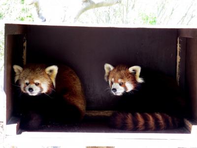 春のレッサーパンダ紀行【６】 とくしま動物園　徳島の期待ペア　今日はまったりモードなソラ君＆ミンミンちゃん