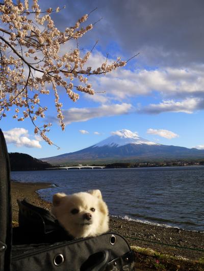 桜の季節の日帰り河口湖旅