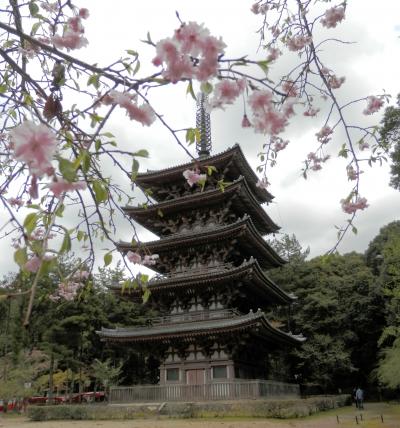 太閤秀吉が醍醐の花見を催した醍醐寺の花を愛でる