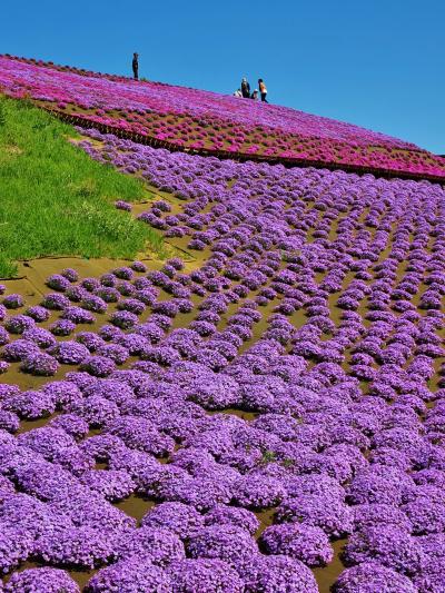 東京ドイツ村a　芝桜の丘　15万株グラデーション見ごろ　☆快晴春暖の月曜日