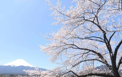富士山と桜　IN河口湖　２０１３．０４．０８