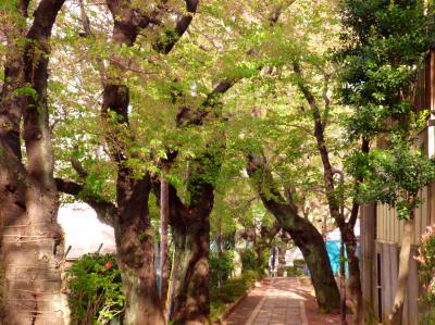 東京散歩♪ ⑨ ～またまた春の嵐のあと～白金の桜＆白金三光町商店街＆COMME　PARIS