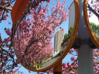 東京都 北区 赤羽台団地の八重桜　満開