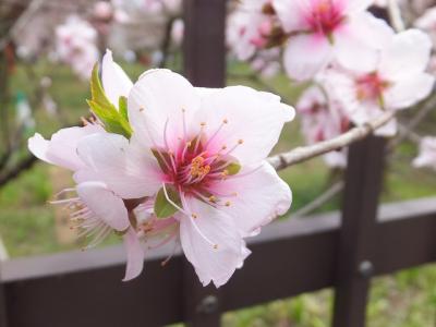 ２０１３．３桜には少し早かった京都