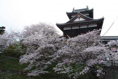 大和路の桜2　奈良公園、郡山城跡