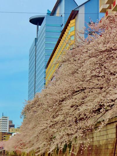 目黒川の桜a　お花見クルージング(往路)　☆天王洲桟橋から目黒雅叙園付近