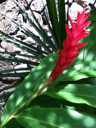 自炊もいいよ~なハワイです。その1