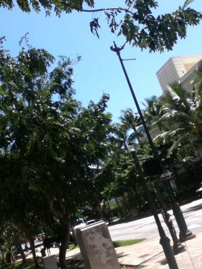 自炊もいいよ~なハワイです。その3