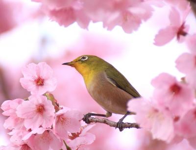 メジロに会いたくて（２）　鶴見緑地のほほん記