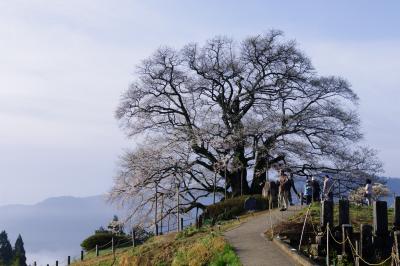 2013年　醍醐の桜、神庭の滝、温泉に入って最後はひるぜん焼きそば