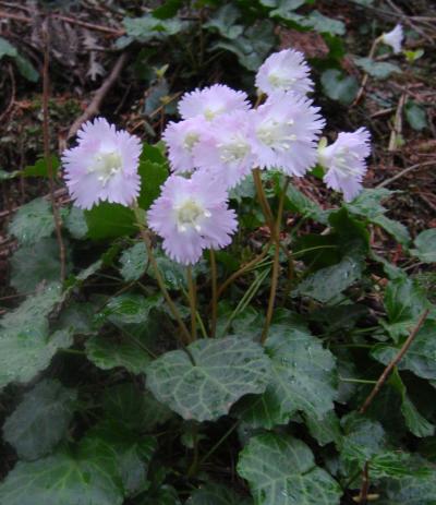 658　　「イワウチワ」（岩団扇）山野草見学　栃木県那須郡那珂川町富山