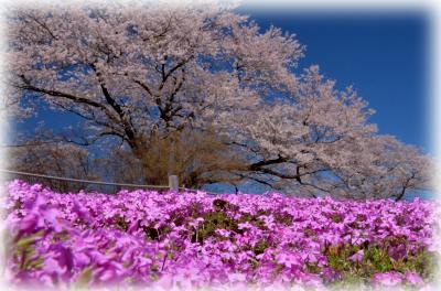 2013年観桜記　（８）長峰公園の桜と芝桜