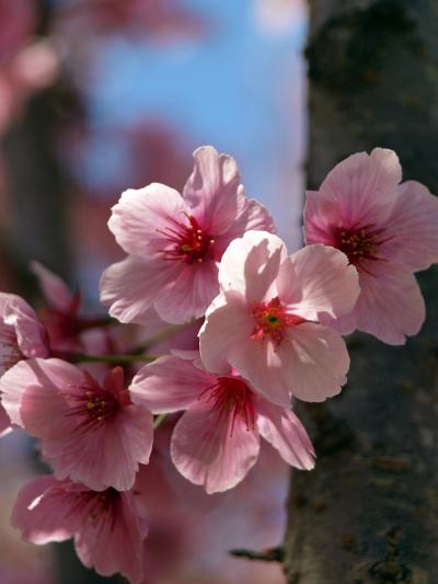 京都の桜　2013 　桜を惜しんで・・・