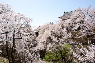 信州上田城　今をさかりと咲く桜　今と定めて散る桜　真田太平記の世界に思いを寄せて・・・