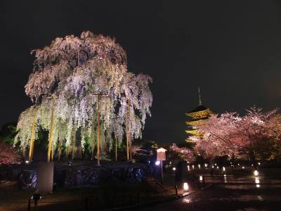 京都の夜桜に魅せられて