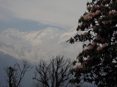 ヒマラヤ大名トレッキングって、なるほど　　　満開！しゃくなげとジャカランダ